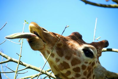 Close-up of giraffe against clear sky