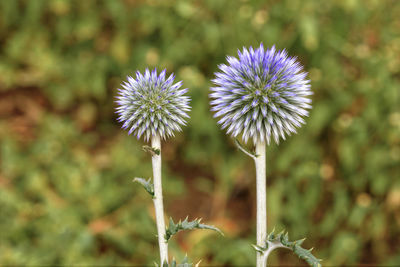 Close-up of purple flowering plant on field