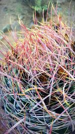 Close-up of cactus plant