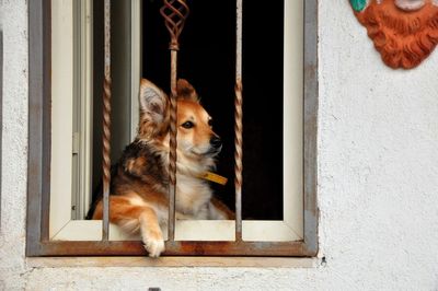 Dog in window