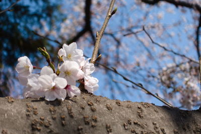 Close-up of white cherry blossom tree