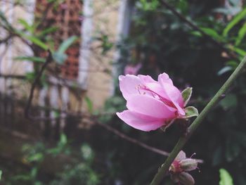 Close-up of pink flower