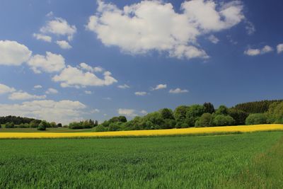 Scenic view of agricultural field against sky