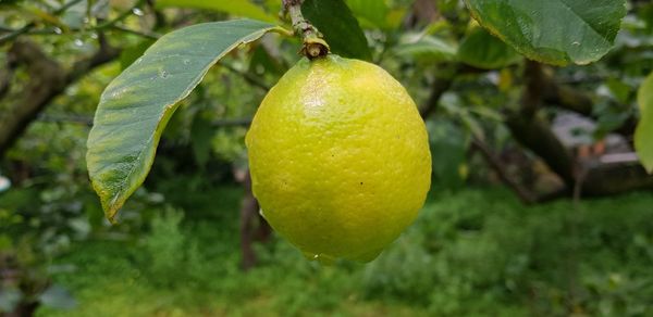 Close-up of fruits on tree