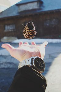 Cropped image of hand catching pine cone against house during winter