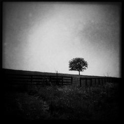 Trees growing on field against clear sky