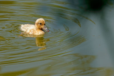 Duckling swimming in lake on sunny day
