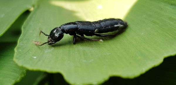 Close-up of insect on leaf