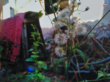 Close-up of flowering plant