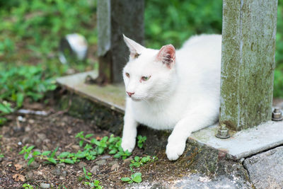 Close-up of a cat