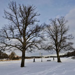 Bare trees on snow covered field against sky