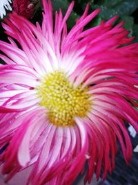 Close-up of flower blooming outdoors