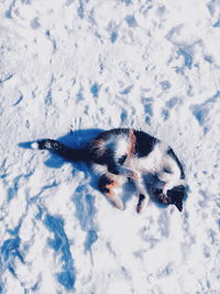 High angle view of dog on snow field