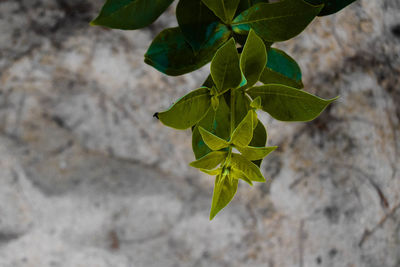 High angle view of leaves against wall