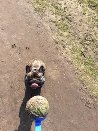 High angle view of dirty ball in spoon against french bulldog on field