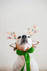 Concept of new year and christmas with dog in headband made of deer antlers on beige background.