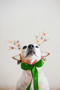 Close-up of dog against white background