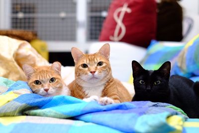 Portrait of kittens sitting on bed at home