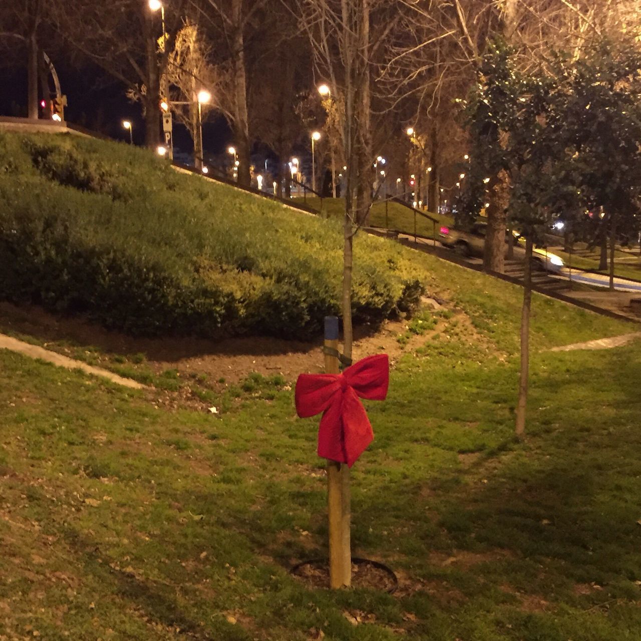 grass, red, night, tree, illuminated, park - man made space, field, street light, green color, lighting equipment, lawn, grassy, outdoors, one person, park, pole, road, sport, full length, growth