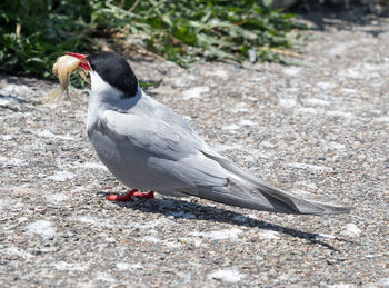 High angle view of bird perching on a land