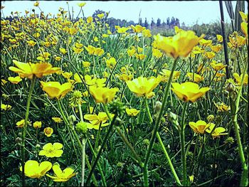 Close-up of yellow flowers blooming in field