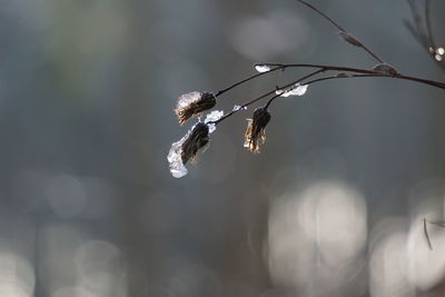 Close-up of frozen plant