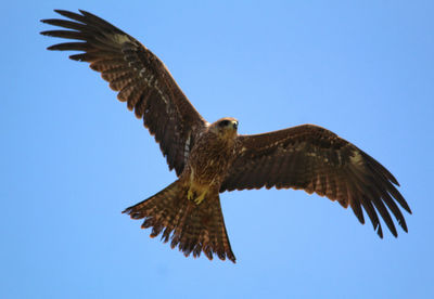 Brown eagle flying with wings wide open