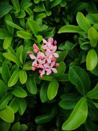 Close-up of pink flowering plant