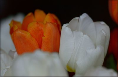 Close-up of orange flowers
