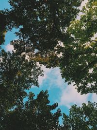 Low angle view of trees against sky