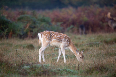 View of deer standing on land