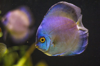 Close-up of fish swimming in aquarium