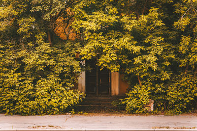 Yellow flowering tree by building