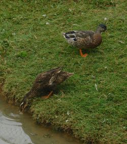 High angle view of ducklings on field