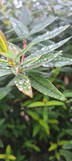 Close-up of raindrops on leaves