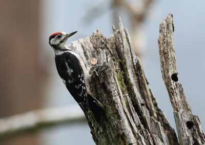 Great spotted woodpecker perching on a tree.