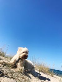 Close-up of dog on beach against clear blue sky