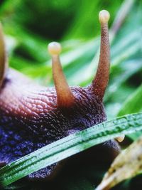 Close-up of an insect on leaf