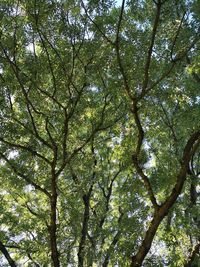 Low angle view of trees against sky