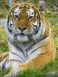 Close up of a tiger in forest