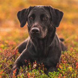 Portrait of black dog