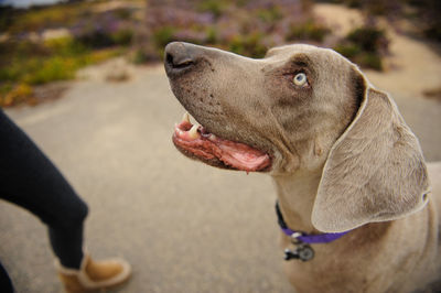 Low section of person standing by weimaraner on footpath