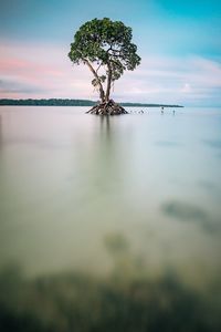 Tree in water against sky