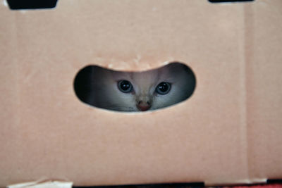 Close-up portrait of cat peeking