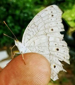 Close-up of hand holding butterfly