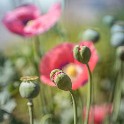 Close-up of red tulip