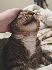 Cat relaxing on hand