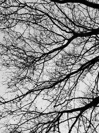 Low angle view of bare trees against sky