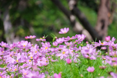 Close-up of pink flowering plant on field