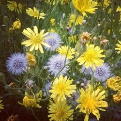 Close-up of yellow flower